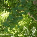 Ginkgo biloba 'Princeton Sentry'