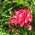 Grevillea 'Canberra'