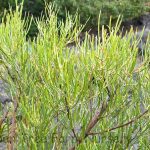Grevillea 'Frosty Pink'