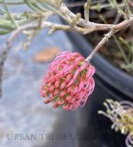 Grevillea 'Frosty Pink' - Image 2
