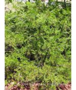 Grevillea 'Noellii' - Image 2