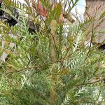 Grevillea 'Poorinda Blondie'