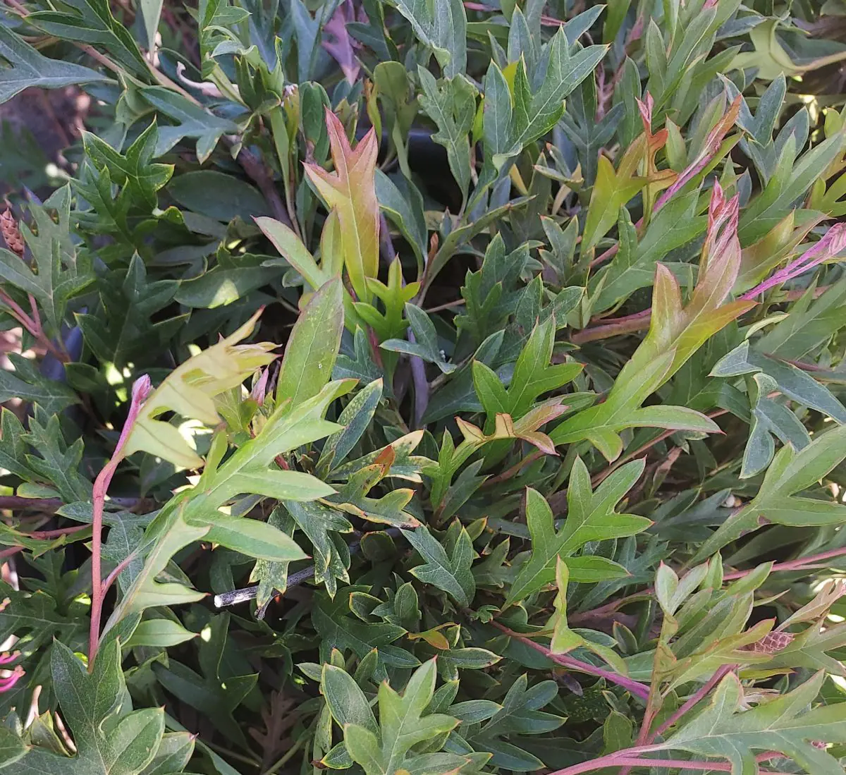 Grevillea gaudichaudii | Urban Tree Farm Nursery