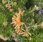 Grevillea juniperina 'Molonglo'