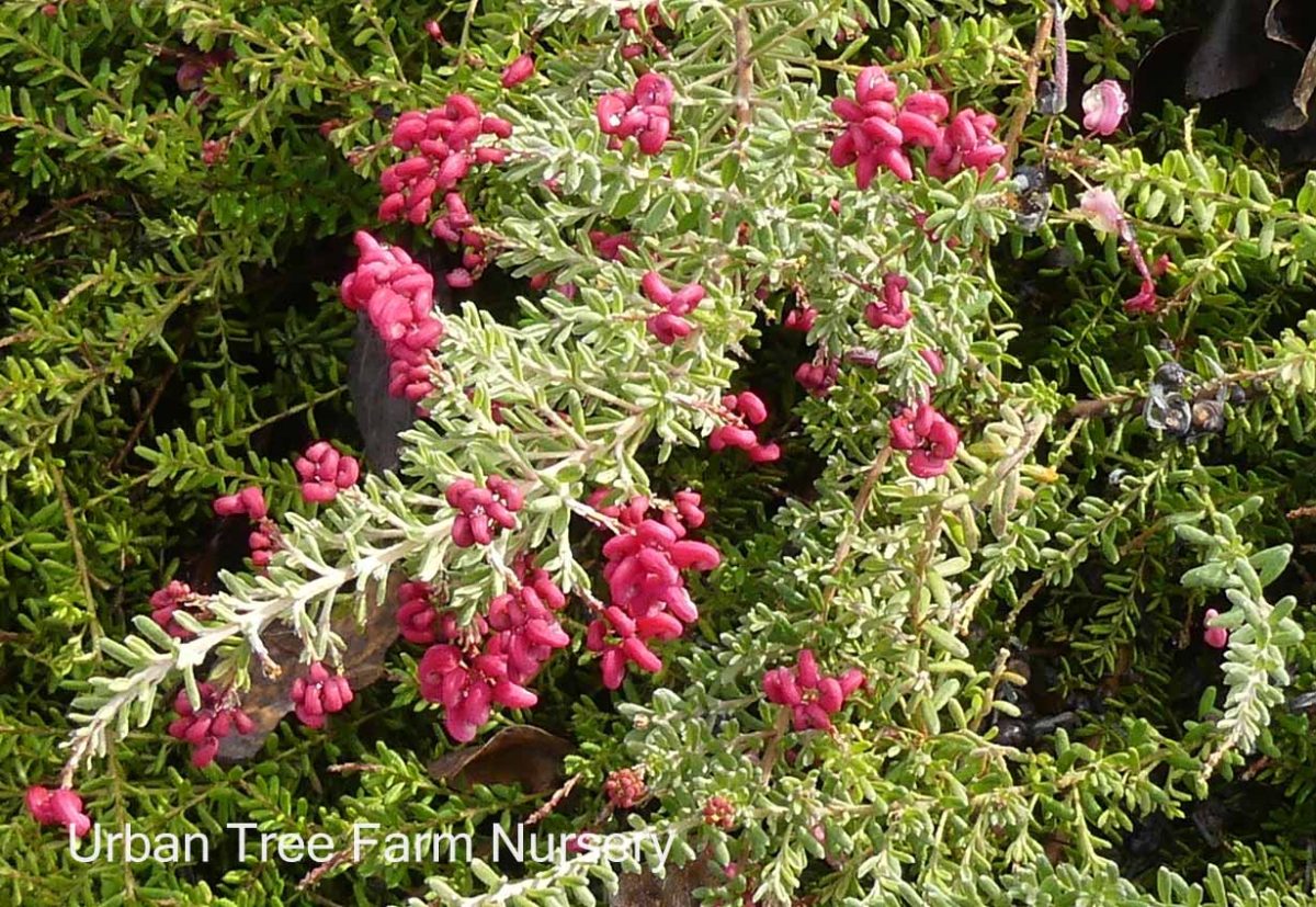 Grevillea lanigera 'Coastal Gem' Urban Tree Farm Nursery