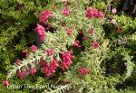 Grevillea lanigera 'Coastal Gem'