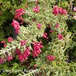 Grevillea lanigera 'Coastal Gem'