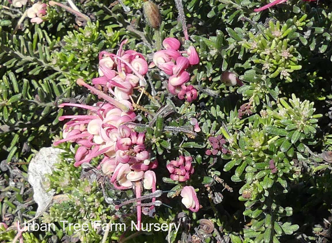 Grevillea lanigera 'Coastal Gem' Urban Tree Farm Nursery