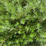 Grevillea lavandulacea 'Penola'