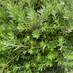 Grevillea lavandulacea 'Penola'