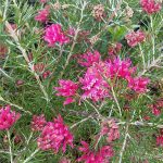 Grevillea rosmarinifolia 'Scarlet Sprite'
