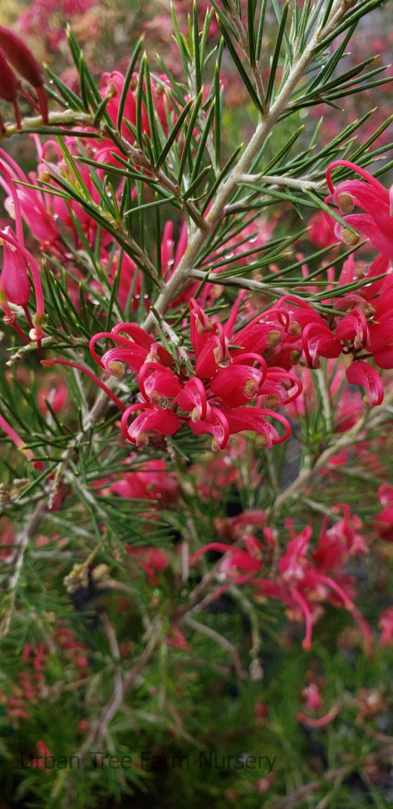 Grevillea rosmarinifolia 'Scarlet Sprite' Urban Tree Farm Nursery