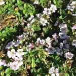 Gypsophila cerastioides