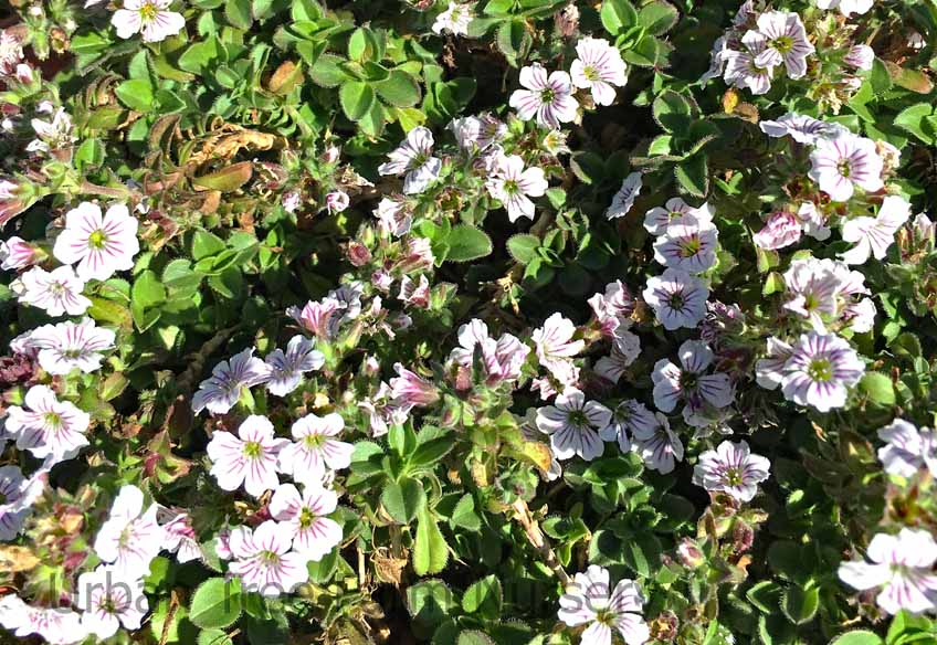 Gypsophila-cerastioides Gypsophila cerastioides - Image 1
