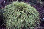 Hakonechloa macra 'Albo Striata'