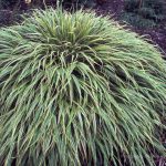 Hakonechloa macra 'Albo Striata'