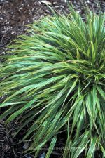 Hakonechloa macra 'Albo Striata' - Image 2