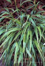 Hakonechloa macra 'Albo Striata' - Image 3