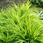 Hakonechloa macra 'All Gold'