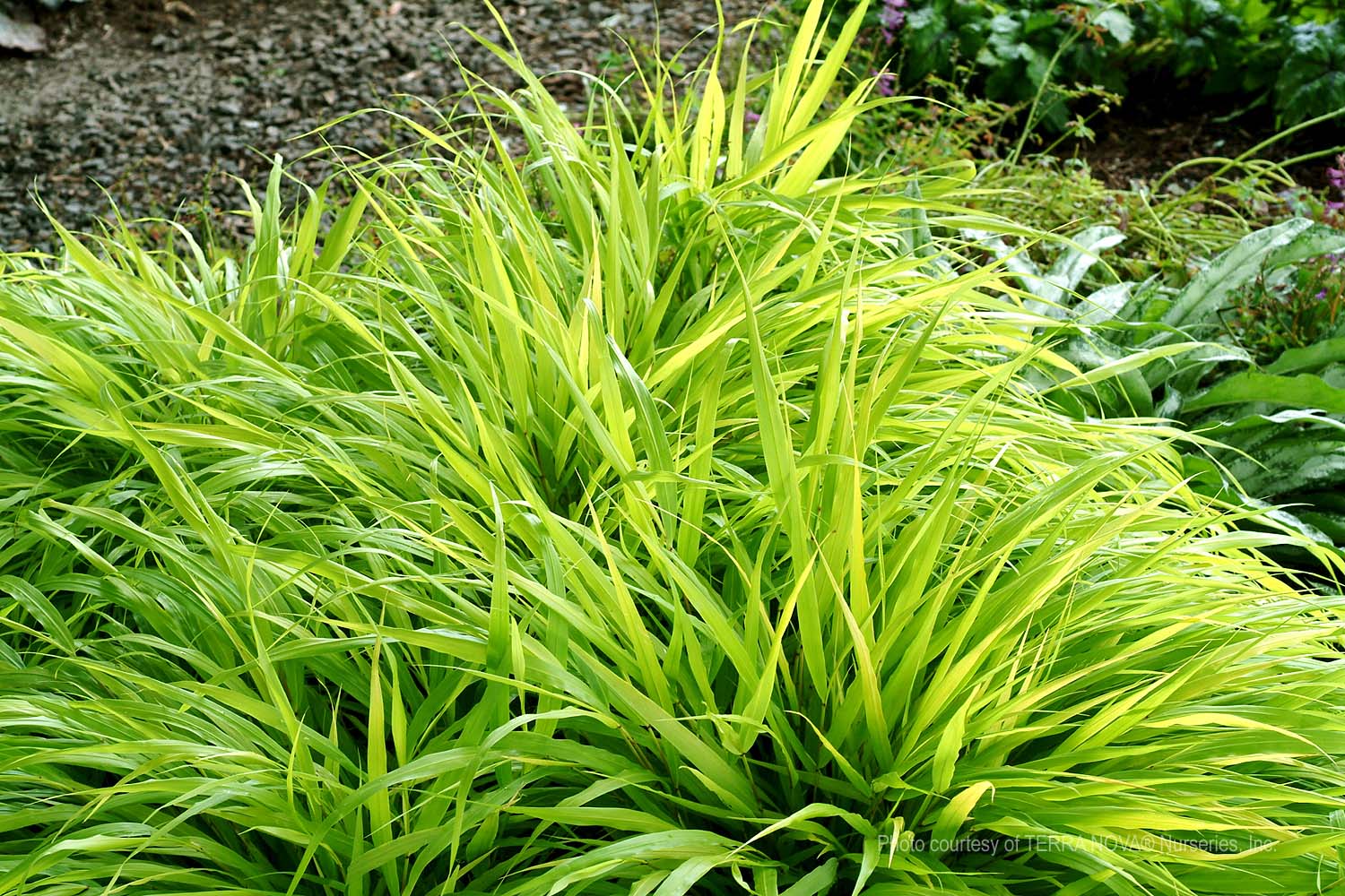 Hakonechloa-macra-All-Gold-a Hakonechloa macra 'All Gold' - Image 1