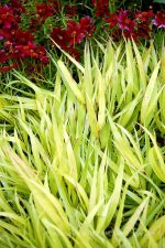 Hakonechloa macra 'All Gold' - Image 2