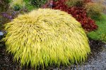 Hakonechloa macra 'All Gold' - Image 3