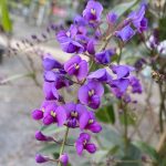 Hardenbergia violacea 'Happy Wanderer'