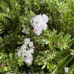 Hebe diosmifolia 'Aute Wainie Falls'