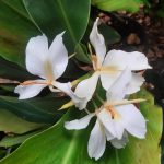 Hedychium x 'Luna Moth'