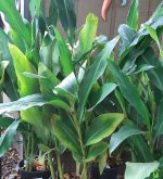 Hedychium x 'Luna Moth' - Image 2