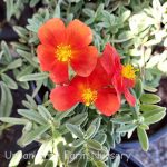 Helianthemum nummularium 'Henfield Brill'