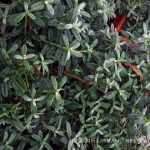 Helianthemum nummularium 'Wisley's Pink'