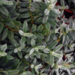 Helianthemum nummularium 'Wisley's Primrose'