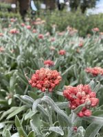Helichrysum 'Ruby Cluster'