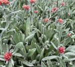 Helichrysum 'Ruby Cluster' - Image 2