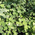 Helichrysum petiolare 'Limelight'