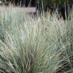 Helictotrichon sempervirens 'Sapphire'