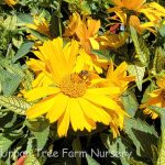 Heliopsis helianthoides 'Sunstruck'