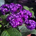 Heliotropum arborescens 'Fragrant Delight'