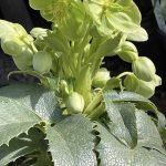 Helleborus argutifolius