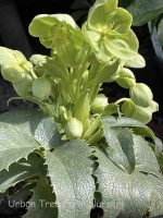 Helleborus argutifolius