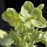 Helleborus argutifolius - Image 2