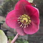 Helleborus hybridus 'Anna's Red'