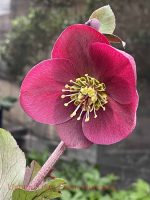Helleborus hybridus 'Anna's Red'