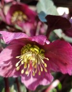 Helleborus hybridus 'Anna's Red' - Image 2