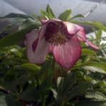 Helleborus hybridus 'Cherry Blossom'
