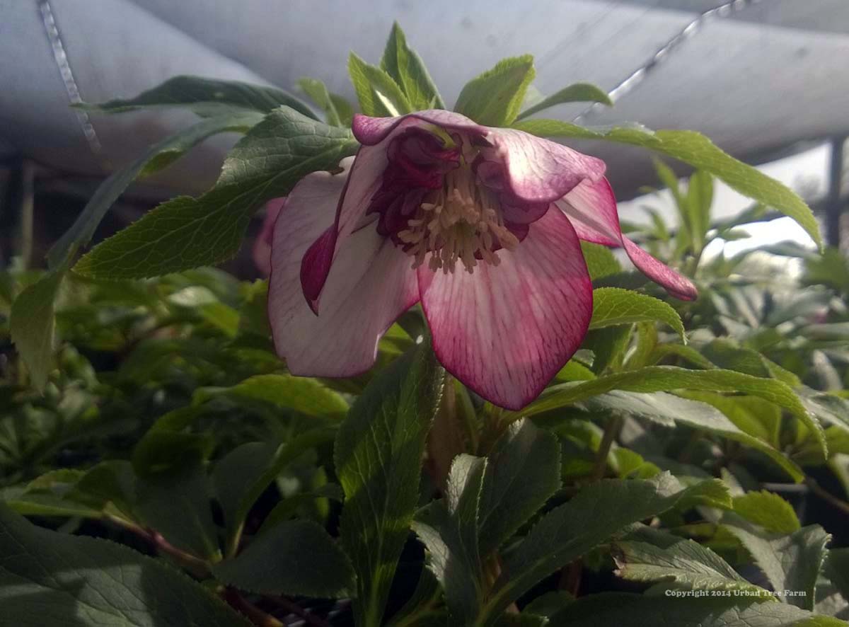 Helleborus-hybridus-Cherry-Blossom Helleborus hybridus 'Cherry Blossom' - Image 1
