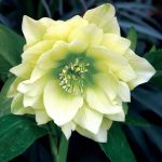 Helleborus hybridus 'Golden Lotus'