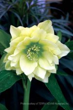 Helleborus hybridus 'Golden Lotus'