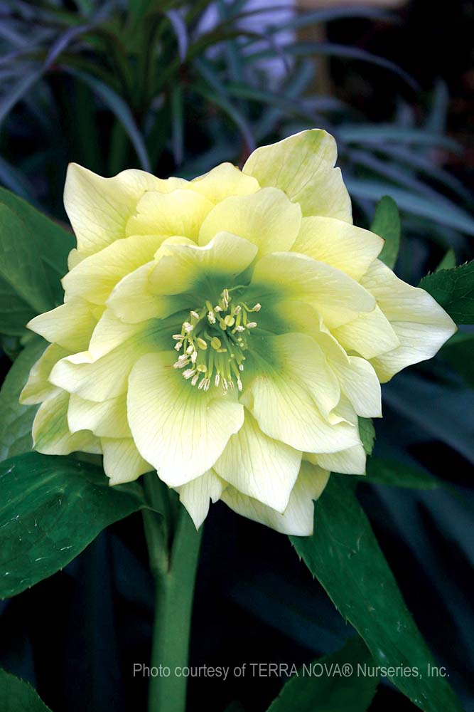 Helleborus-hybridus-Golden-Lotus-a Helleborus hybridus 'Golden Lotus' - Image 1
